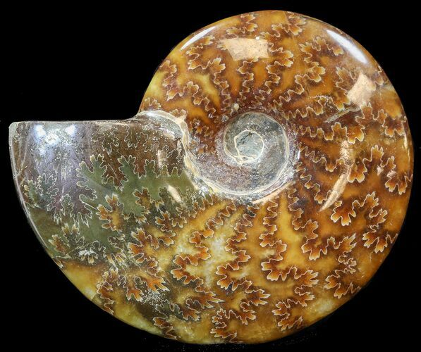 Cleoniceras Ammonite Fossil - Madagascar #44475